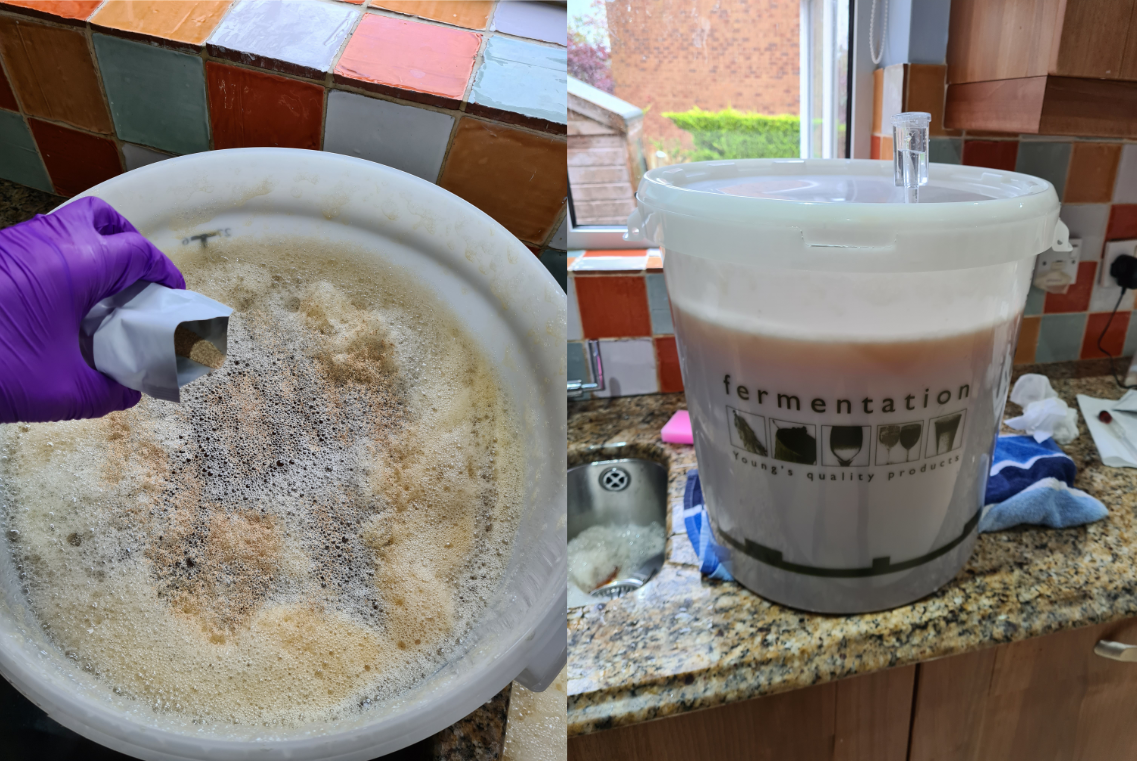 Pitching the yeast.