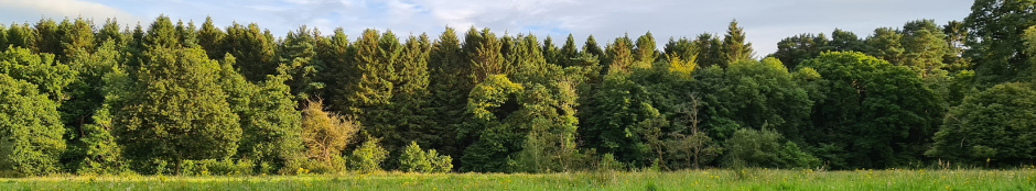 Trees